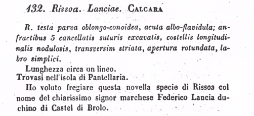 Rissoidae nel Mediterraneo: Genere Alvania